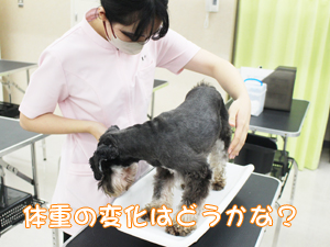夏休みもモデル犬の健康チェック！